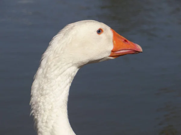 Närbild Gåshuvudet Grunt Fokus — Stockfoto