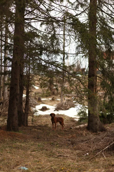 Eine Vertikale Aufnahme Eines Hundes Wald — Stockfoto