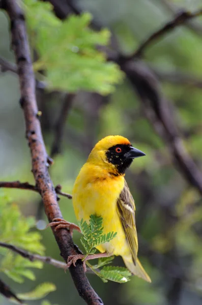 Vertical Shot Male Weaver Bird Perched Branch Ezemvelo Nature Reserve — стокове фото