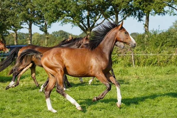 Group Horses Running Field Stallions Netherlands — ストック写真