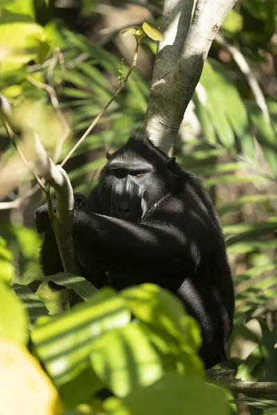 Vertical Shot Black Macaque Monkey Sitting Branch Tangkoko Batuangus Nature — Zdjęcie stockowe