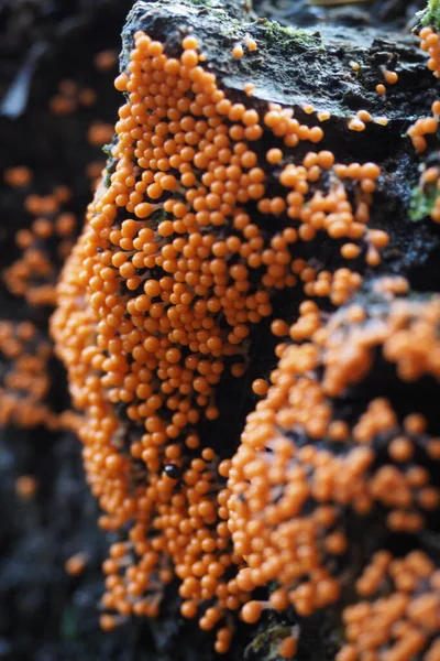 Vertical Shot Trichia Decipiens Growing Stones Forest — Photo