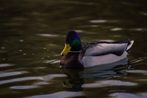 一只鸭子在池塘里游泳的特写镜头 — 图库照片