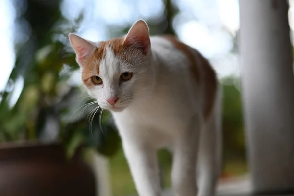 Closeup Shot White Yellow Cat — Stockfoto