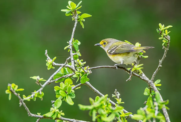 Cute White Eyed Vireo Bird Perched Tree Branch — Zdjęcie stockowe