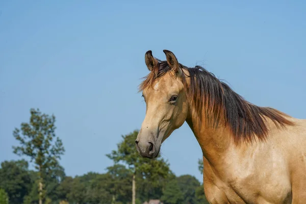 Portrait Beautiful Horse Field Stallions Netherlands — ストック写真