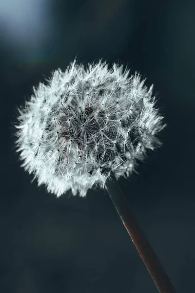 Nahaufnahme Eines Löwenzahns Mit Verschwommenem Hintergrund — Stockfoto