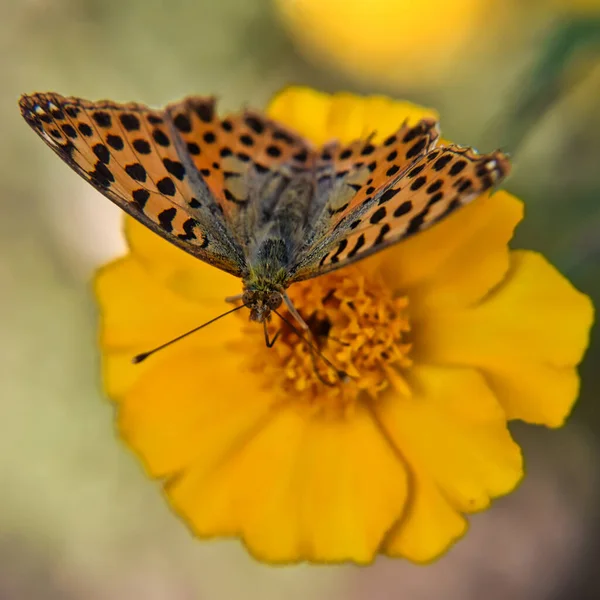 Selective Focus Pearl Butterfly Yellow Flower Blurred Garden Background — 图库照片