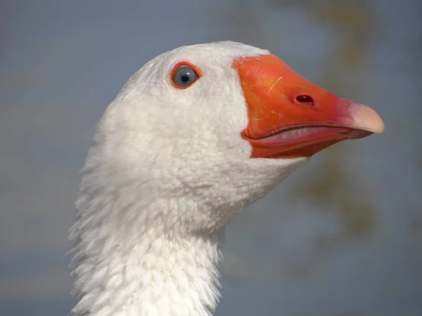 Closeup Goose Head Shallow Focus — Stock Photo, Image