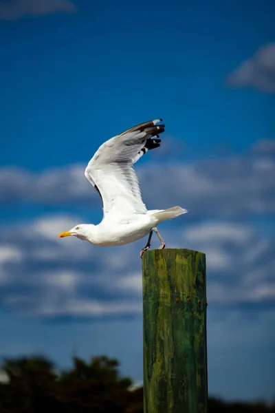 Vertical White Seagull Flying Weathered Wooden Post — Fotografia de Stock