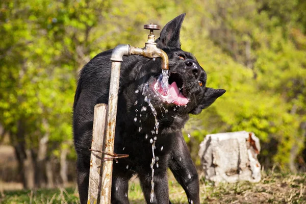 Closeup Black German Shepherd Drinking Water Tap — стокове фото