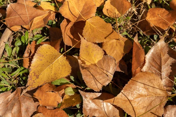 Beautiful Scene Autumn Landscape Trees Yellow Fallen Leaves — 스톡 사진