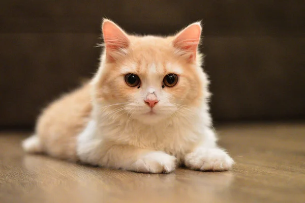Cute Small Ginger Kitten Lying Resting Home — Stockfoto