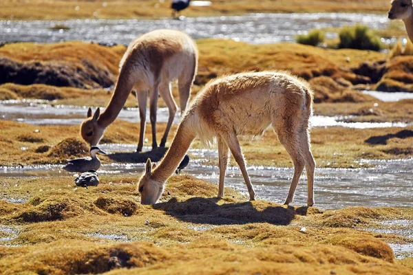 Closeup Vicunas Drinking Water Pond Atacama Desert Chile — Foto de Stock