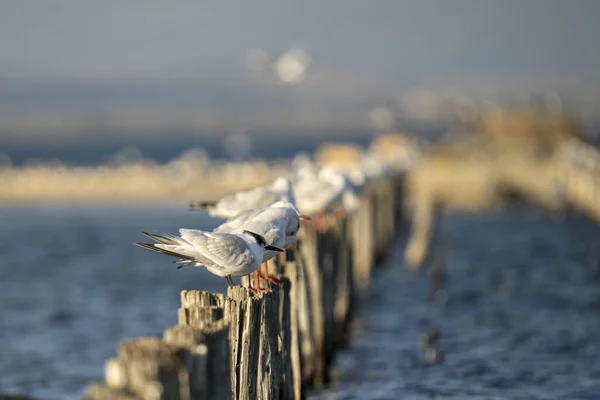 Flock Seagulls Perched Wooden Breakwater — Stock Photo, Image