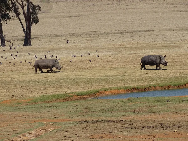 Rhinoceros Kruger National Park South Africa — Fotografia de Stock