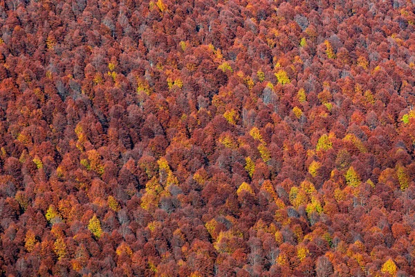 Aerial Beautiful View Golden Cansiglio Forest Italy — Fotografia de Stock