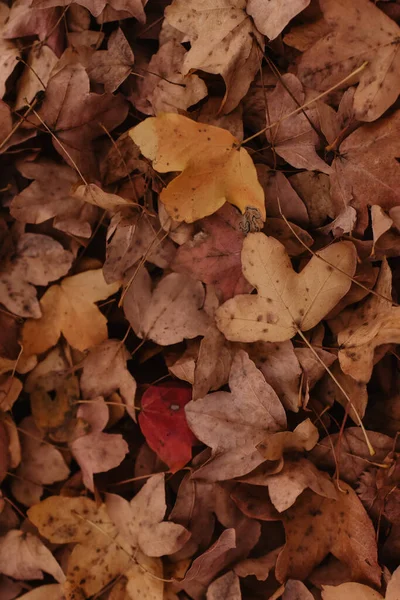 Closeup Vertical Shot Yellow Autumn Leaves Ground — Photo