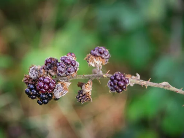 Selective Focus Shot Dry Branch Blackberries — Φωτογραφία Αρχείου