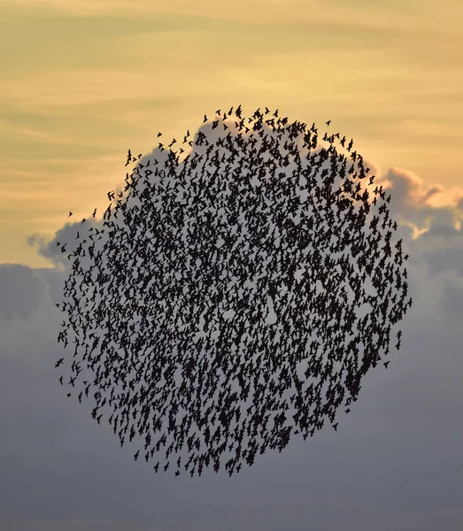 Flock Birds Flying Formation Sunset Sky — Fotografie, imagine de stoc