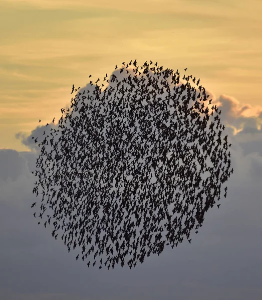 Flock Birds Flying Formation Sunset Sky — ストック写真