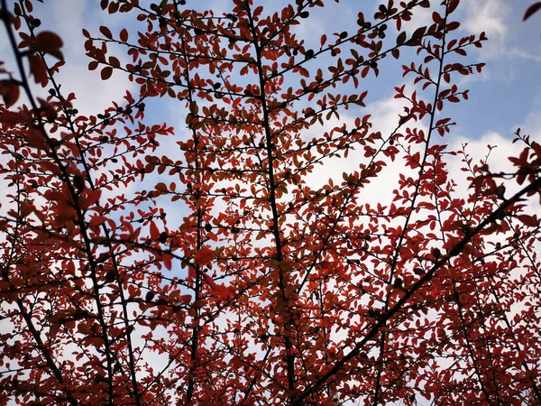 Closeup Autumn Foliage Cloudy Blue Sky —  Fotos de Stock