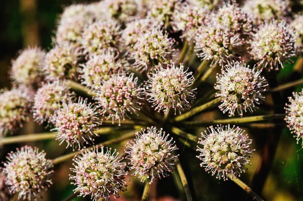 Close Shot Wild Angelica Field — Zdjęcie stockowe