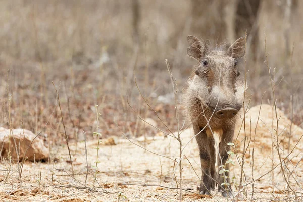Young Warthog Steppe South Africa — Fotografia de Stock