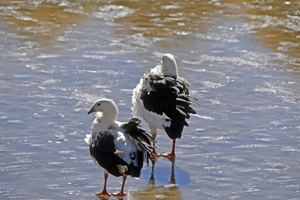 Closeup Andean Geese Shore Lake Sunny Day Chile — Photo