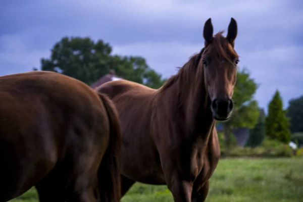 Two Horses Grazing Field — Stock Fotó