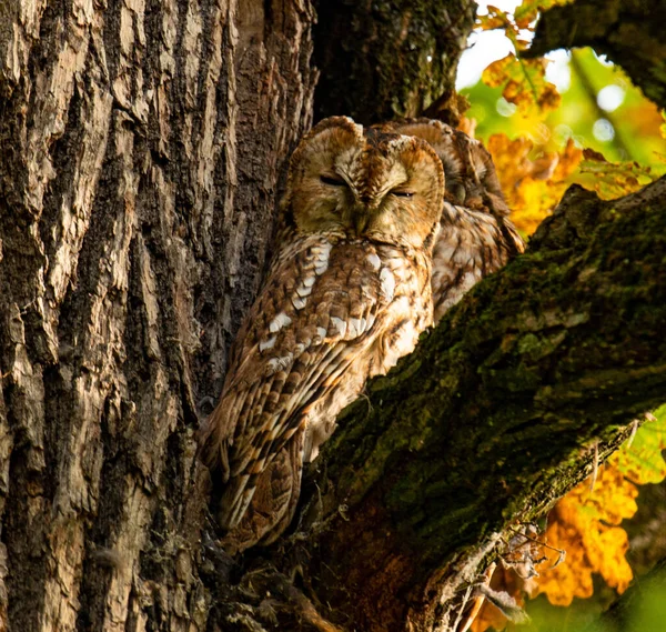 Closeup Brown Owl Perched Tree Branch Germany — Fotografia de Stock