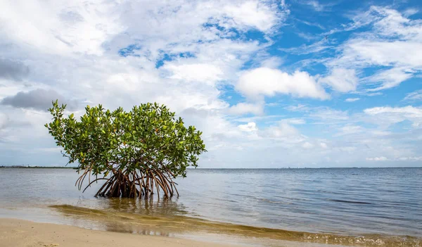 Single Mangrove Tree Grows Beach Florida Usa — Stok fotoğraf