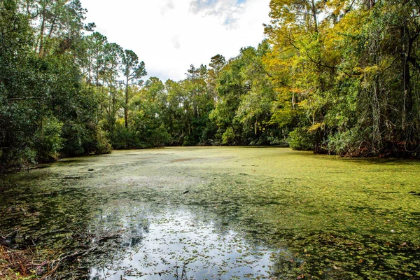 美国佛罗里达州一片绿树环绕的沼泽地 — 图库照片
