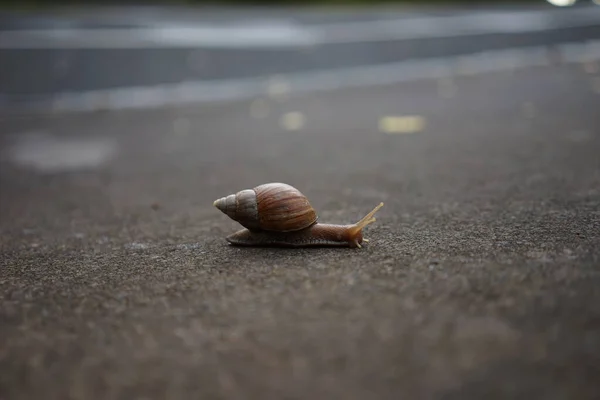 Closeup Shot Snail Crawling Beach — Photo