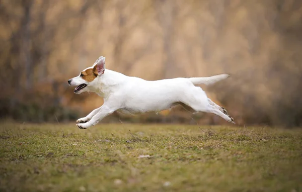Jack Russell Terrier Running Park —  Fotos de Stock