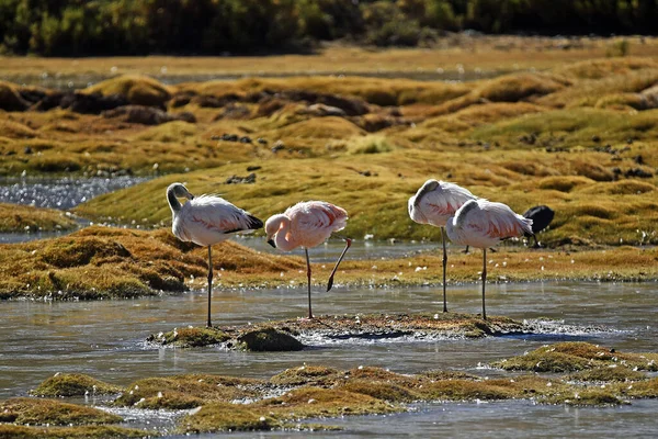 Closeup Flamingos Pond Surrounded Grass Sunny Day Atacama Desert Chile — Stockfoto