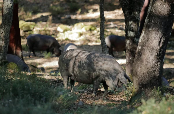 Pigs Roaming Wild Famous Spanish Pata Negra Hams — Foto Stock