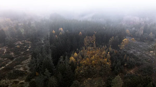 Bird Eye View Misty Beautiful Landscape Fir Forest High Mountains — Foto Stock