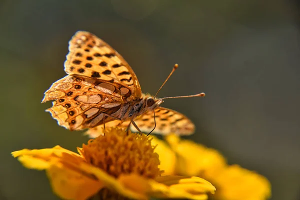 Selective Focus Pearl Butterfly Yellow Flower Blurred Garden Background — Stockfoto