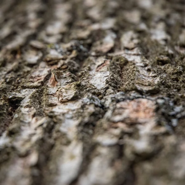 Closeup Shot Textural Details Pine Bark — Foto Stock