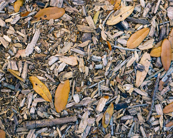 Closeup Shot Wood Chips Leaves Forest Floor — Stock fotografie