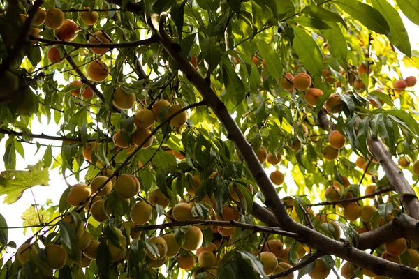 Fresh Tasty Peaches Growing Tree Garden — ストック写真