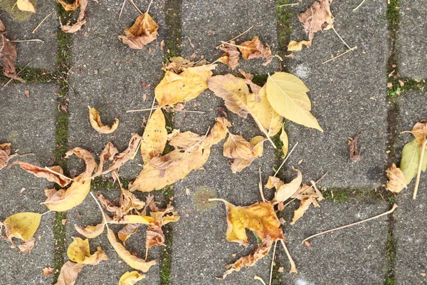 Una Vista Cerca Superior Las Hojas Amarillas Otoño Suelo Ladrillo — Foto de Stock