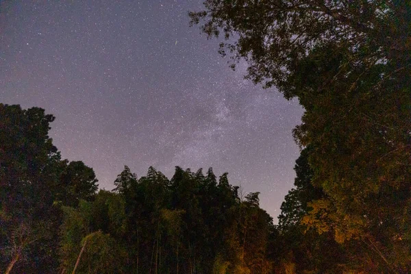 Starry Sky Trees Sanctuary Called Mountain Light Sanctuary — Stockfoto