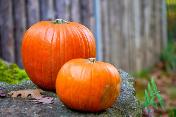 Two Pumpkins Yard Stone — Fotografia de Stock