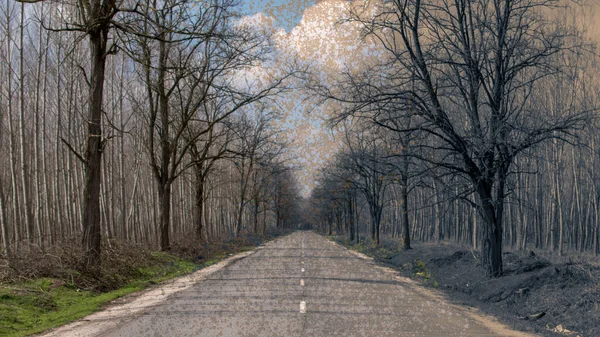 Highway Going Forest Bare Trees — ストック写真