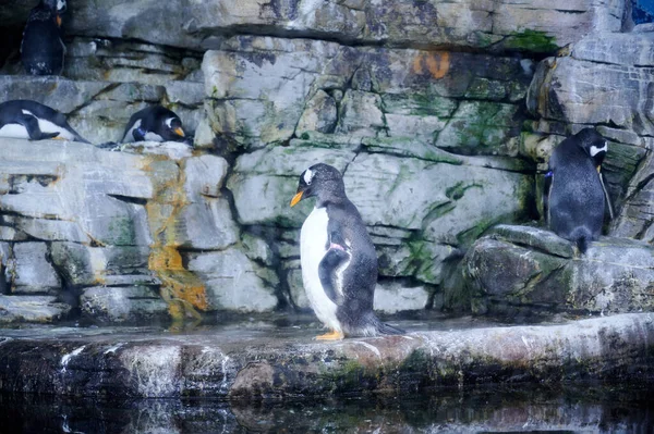 Closeup Penguins Standing Stone — стоковое фото