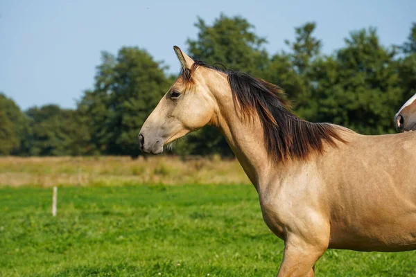 Side View Beautiful Horse Field Stallions Netherlands — Stockfoto
