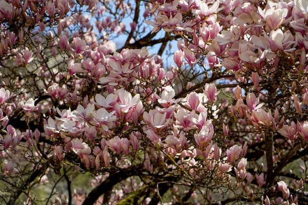 Blossomed Magnolia Tree Sunny Day — Fotografia de Stock
