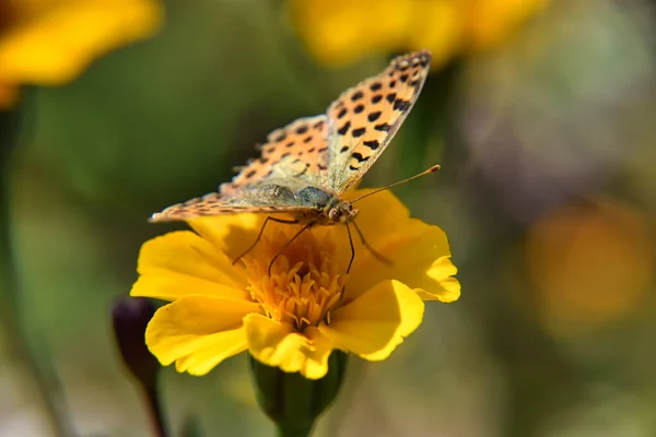 Selective Focus Pearl Butterfly Yellow Flower Blurred Garden Background — Stock Photo, Image